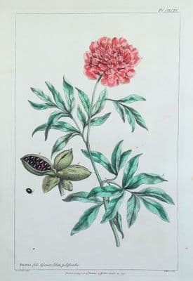 Antique Botanical Print PAEONIA, PEONY Philip Miller vintage old engraving 1760