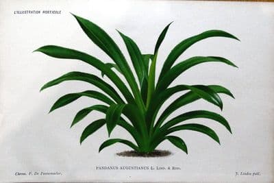Antique Botanical Print  PANDANUS AUGUSTIANUS Linden Vintage Foliage  c1880