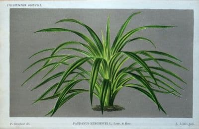 Antique Botanical Print  PANDANUS KERCHOVEI Linden Stroobant Original 1886