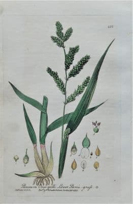 Antique Botanical Print  PANICUM CRUS-GALLI Baxter  Wild Grass  Engraving 1842