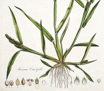 Antique Botanical Print PANICUM CRUS GRASS CurtisFlora Londinensis 1777