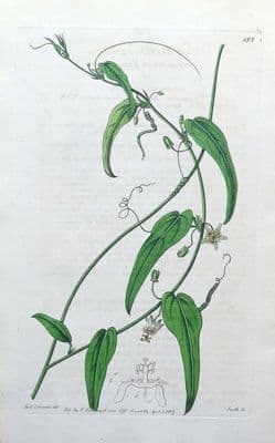 Antique Botanical Print  PASSION FLOWER PASSIFLORA  Edwards Engraved  Vintage  1817