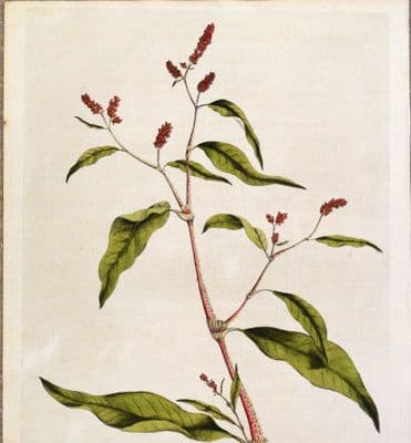 Antique Botanical Print PENSYLVANIA SMARTWEED  Curtis Flora Londinensis 1777