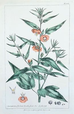 Antique Botanical Print PENTAPETES, NOON FLOWER Philip Miller vintage 1760