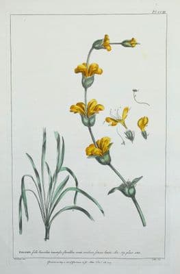 Antique Botanical Print PHLOMIS, JERUSALEM SAGE Philip Miller vintage old 1760