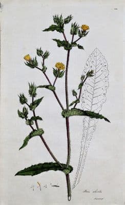 Antique Botanical Print  PICRIS ECHIOIDES Curtis Large Flora Londinensis 1777