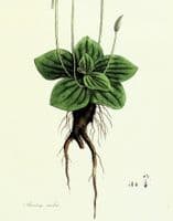 Antique Botanical Print PLANTAGO HOARY PLANTAIN Large Curtis Vintage Art 1777