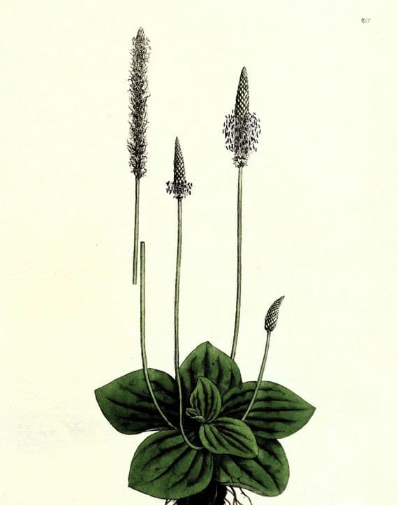 Antique Botanical Print PLANTAGO HOARY PLANTAIN Large Curtis Vintage Art 1777