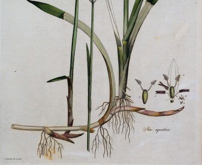 Antique Botanical Print POA AQUATICA GRASS  Curtis Large Flora Londinensis 1777