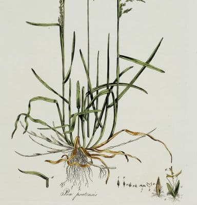 Antique Botanical Print POA PRATENSIS Kentucky Blue Grass Curtis  Flora Londinensis 1777