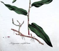 Antique Botanical Print POLYGONUM AMPHIBIUM Curtis Flora Londinensis 1777
