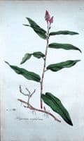 Antique Botanical Print POLYGONUM AMPHIBIUM Curtis Flora Londinensis 1777