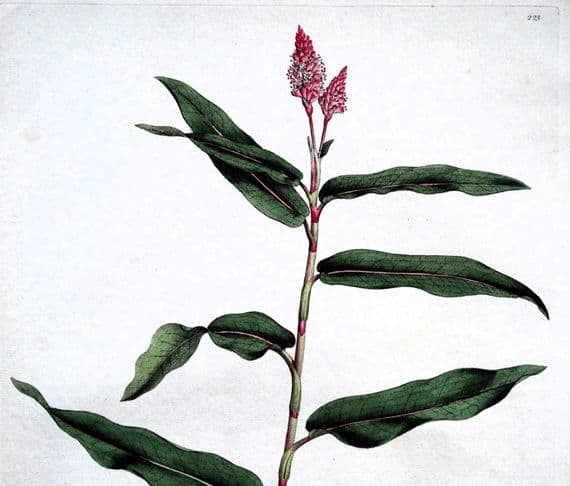 Antique Botanical Print POLYGONUM AMPHIBIUM Curtis Flora Londinensis 1777