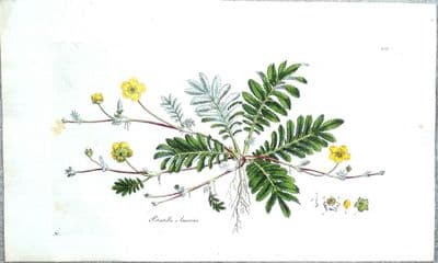 Antique Botanical Print PONTENTILLA SILVER WEED  Curtis Flora Londinensis 1777