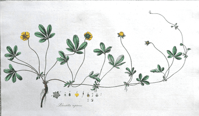 Antique Botanical Print  POTENTILLA CINQUEFOIL Curtis Large engraving Flora Londinensis 1777
