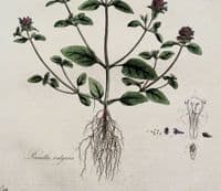Antique Botanical Print PRUNELLA VULGARIS SELFHEAL Curtis Flora Londinensis 1777