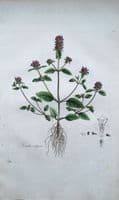 Antique Botanical Print PRUNELLA VULGARIS SELFHEAL Curtis Flora Londinensis 1777