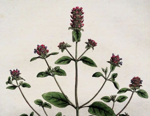 Antique Botanical Print PRUNELLA VULGARIS SELFHEAL Curtis Flora Londinensis 1777
