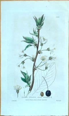 Antique Botanical Print PRUNUS MORELLO CHERRY  Baxter Engraved Flower Print 1834