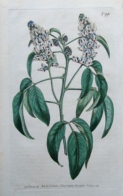 Antique Botanical Print  PSORALEA GLANDULOSA, Curtis, Edwards 1806