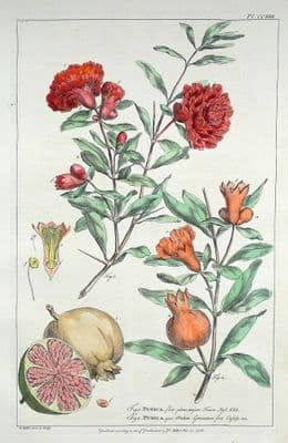 Antique Botanical Print PUNICA, POMEGRANATE Philip Miller vintage original 1760