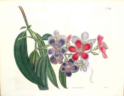 Antique Botanical Print PURPLE GLORY TREE Original Curtis Large Size 1823