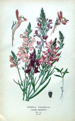 Antique Botanical Print PURPLE TOADFLAX,LINARIA BIPARTITA, Edward Step 1897