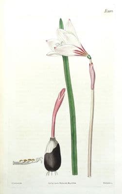 Antique Botanical Print RAIN LILY HABRANTHUS Original Hand Coloured  Curtis 1824