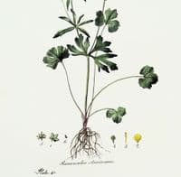 Antique Botanical Print RANUNCULUS BUTTERCUP Curtis  Flora Londinensis 1777