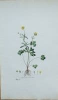 Antique Botanical Print RANUNCULUS BUTTERCUP Curtis  Flora Londinensis 1777