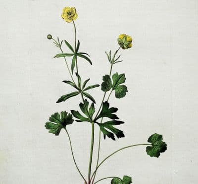 Antique Botanical Print RANUNCULUS BUTTERCUP Curtis  Flora Londinensis 1777
