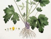 Antique Botanical Print RANUNCULUS BUTTERCUP Curtis Large Flora Londinensis 1777