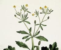 Antique Botanical Print RANUNCULUS BUTTERCUP Curtis Large Flora Londinensis 1777