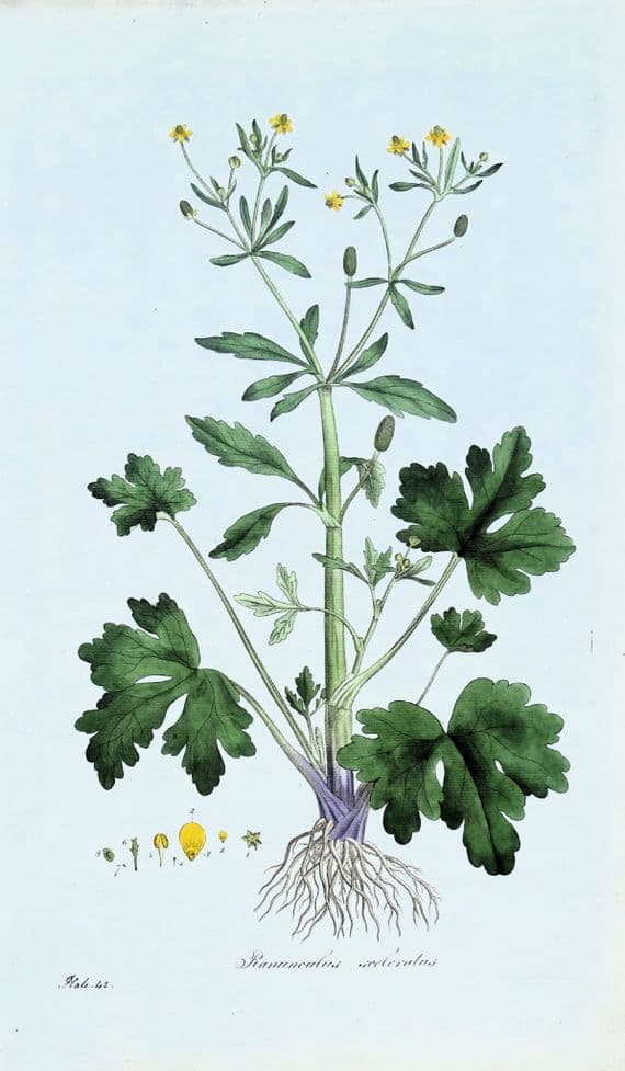 Antique Botanical Print RANUNCULUS BUTTERCUP Curtis Large Flora Londinensis 1777