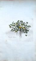 Antique Botanical Print RANUNCULUS HEDERACEUS Curtis  Flora Londinensis 1777