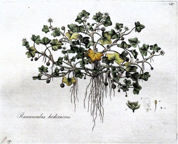 Antique Botanical Print RANUNCULUS HEDERACEUS Curtis  Flora Londinensis 1777