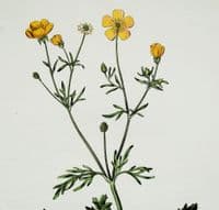 Antique Botanical Print RANUNCULUS HIRSUTUS Curtis Flora Londinensis 1777
