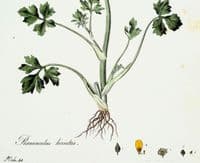 Antique Botanical Print RANUNCULUS HIRSUTUS Curtis Flora Londinensis 1777