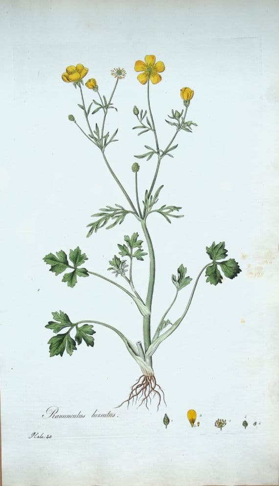 Antique Botanical Print RANUNCULUS HIRSUTUS Curtis Flora Londinensis 1777