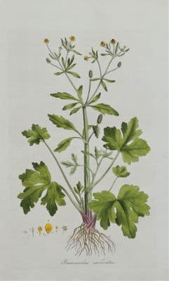 Antique Botanical  Print RANUNCULUS SCLERATUS Curtis Flora Londinensis 1777