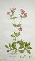 Antique Botanical Print RED CAMPION LYCHNIS DIOICA Curtis Flora Londinensis 1777