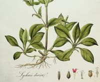 Antique Botanical Print RED CAMPION LYCHNIS DIOICA Curtis Flora Londinensis 1777