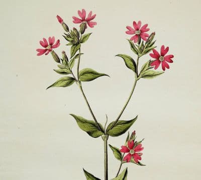 Antique Botanical Print RED CAMPION LYCHNIS DIOICA Curtis Flora Londinensis 1777
