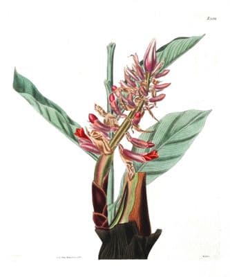 Antique Botanical Print RENEALMIA ALPINIA Mardi Gras Original Curtis Large 1824