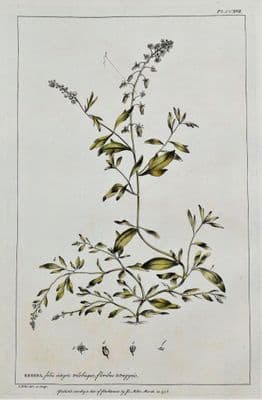Antique Botanical Print RESEDA, DYER'S ROCKET, Bastard Rocket Miller Large engraving 1760