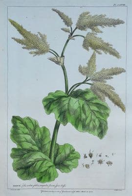 Antique Botanical Print RHEUM, RHUBARB Philip Miller old vintage original 1760