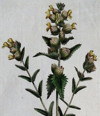 Antique Botanical Print RHINANTHUS CRISTA GALLI  Curtis Large Flora Londinensis 1777