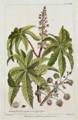Antique Botanical Print  RICINUS, OIL SEED, Palma Christi Miller flower print 1760