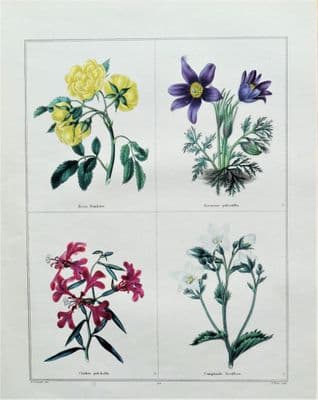 Antique Botanical Print  ROSA, CAMPANULA Original Vintage engraving 1831