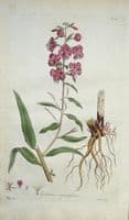Antique Botanical Print ROSEBAY WILLOWHERB EPILOBIUM Flora Londinensis 1777